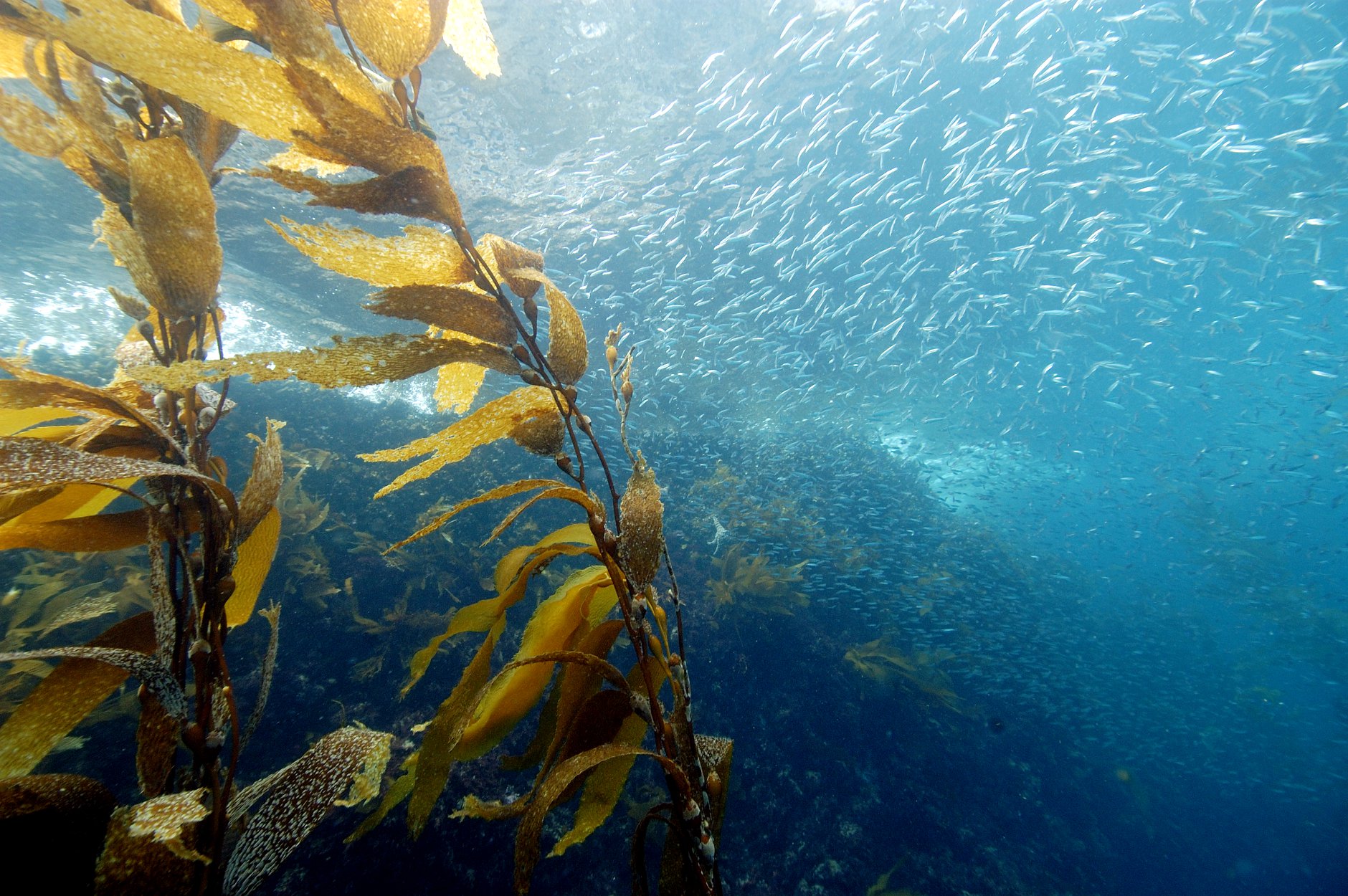 Social Media Contest Supporting Channel Islands Park Foundation