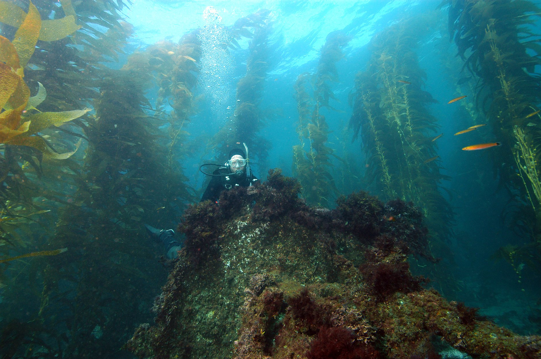 Social Media Contest Supporting Channel Islands Park Foundation