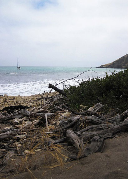 drift wood on santa cruz island Santa Cruz Island beaches