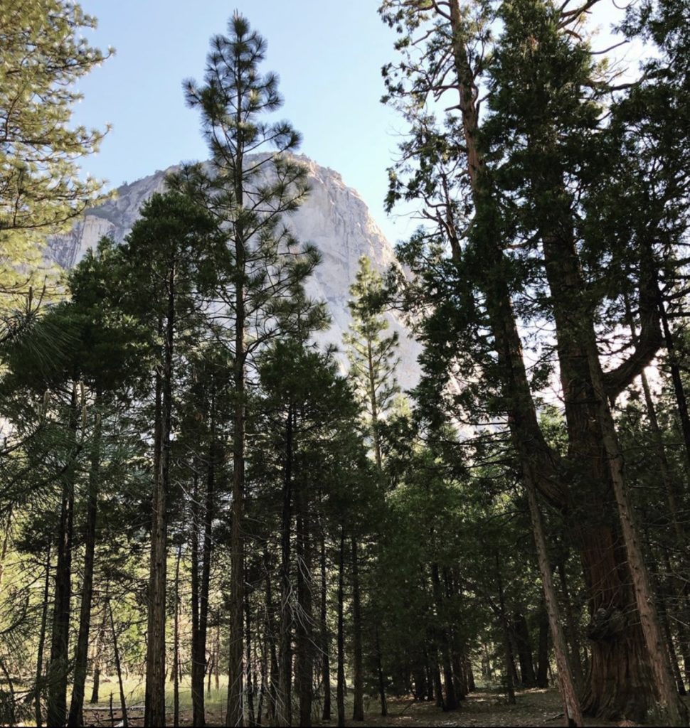 Zumalt Meadow