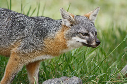 channel island fox fox on Santa Cruz Island