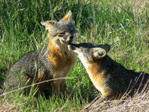 channel island fox