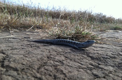 lizard alligator lizard Santa Cruz Island
