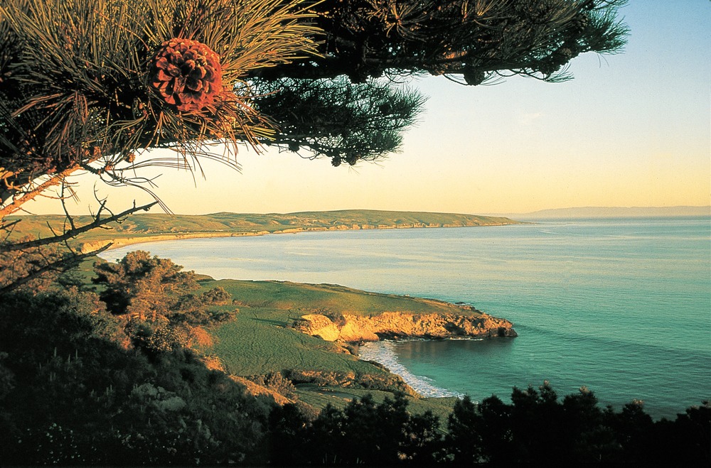 Torrey Pine