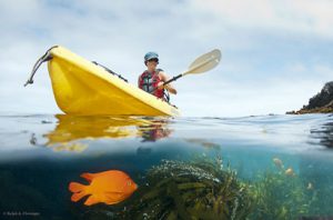 island marine life